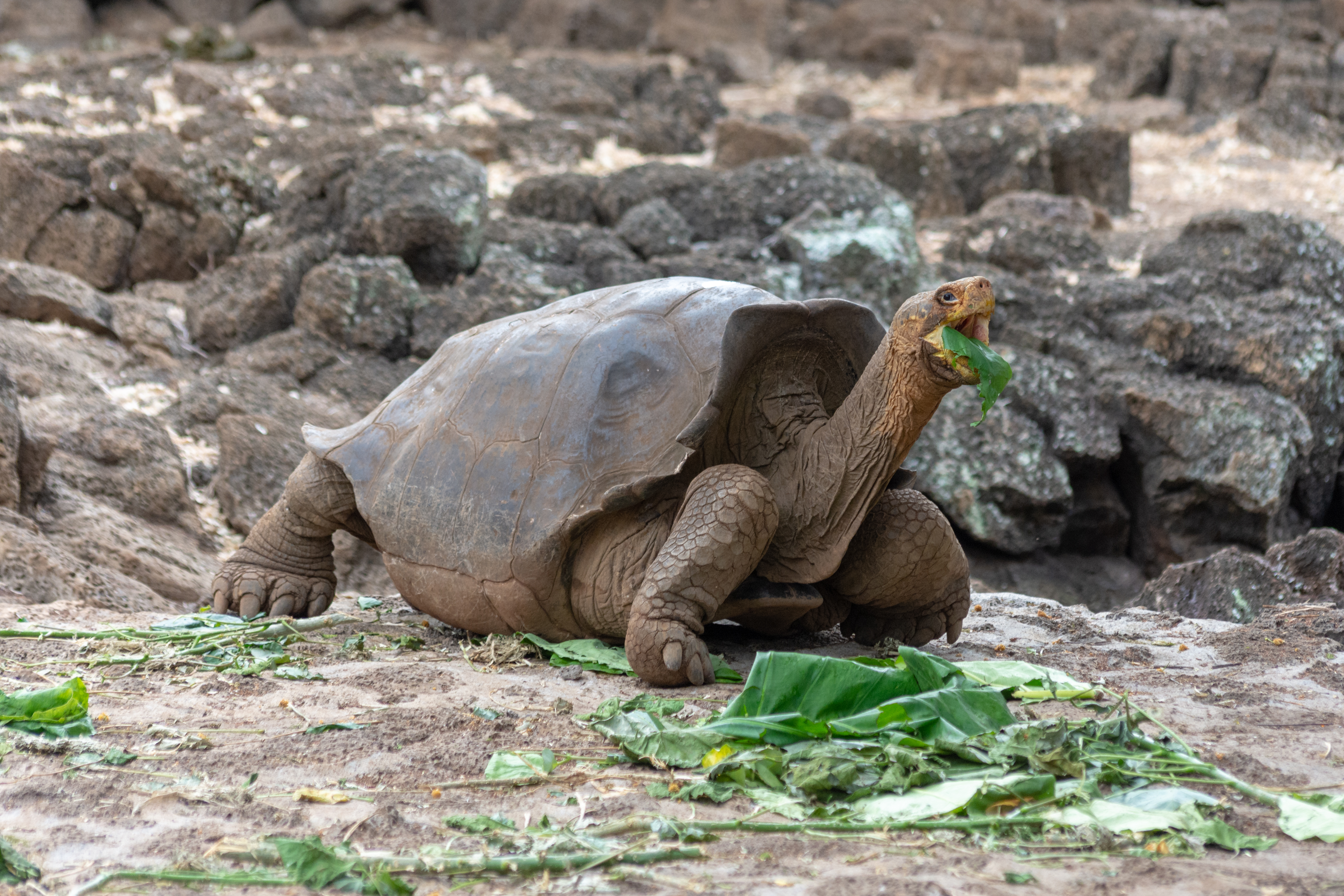 File:20180809-Galápagos giant tortoise eating leaves