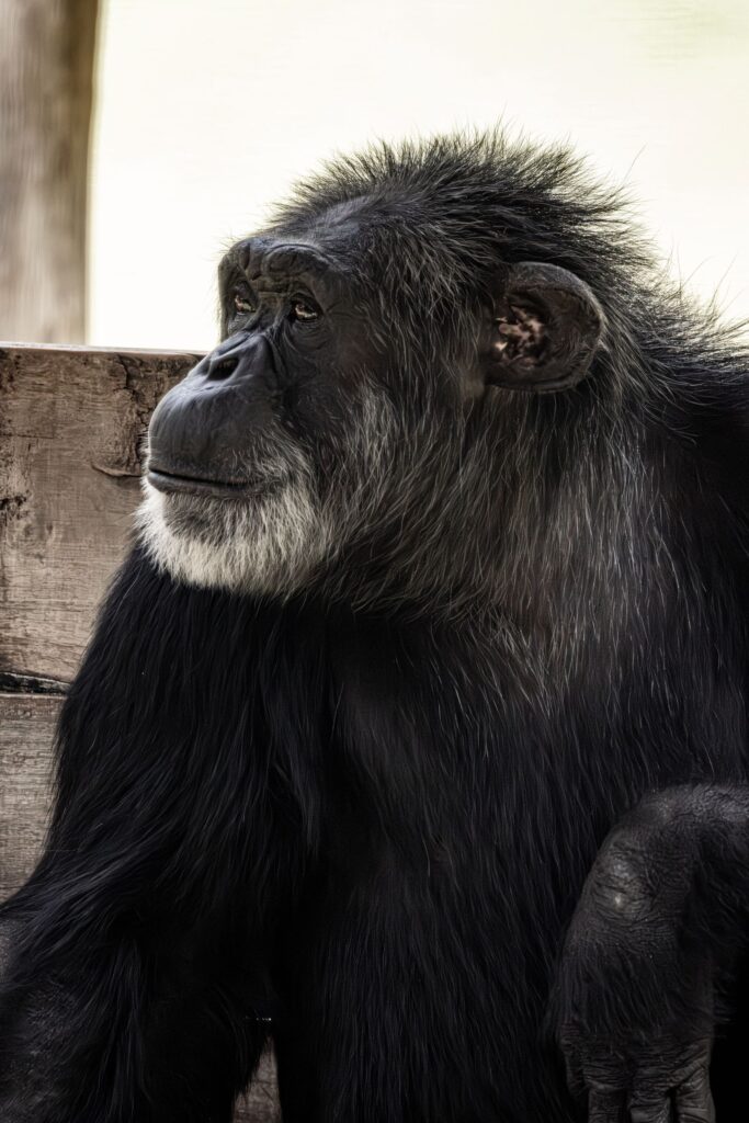 Chimpancé