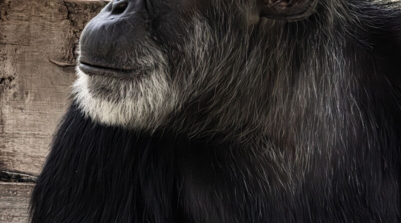 Chimpancé