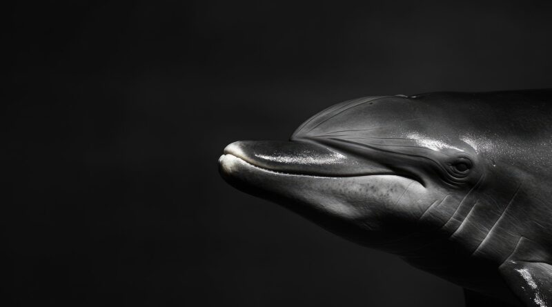 Delfín, uno de los los animales más inteligentes del planeta