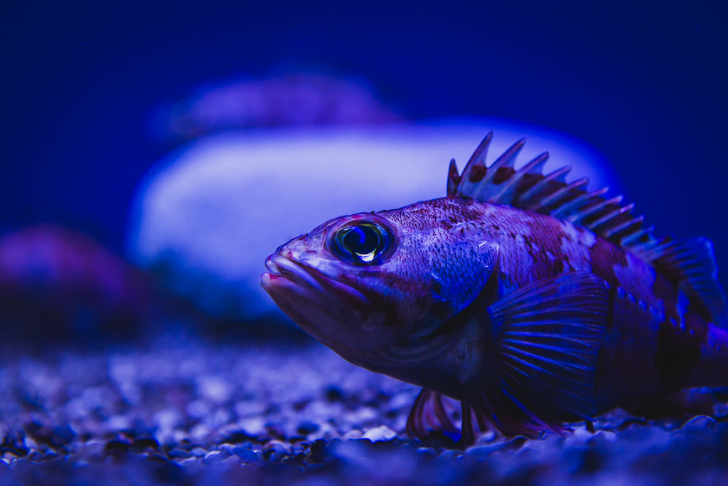 Lophius piscatorius - Seeteufel