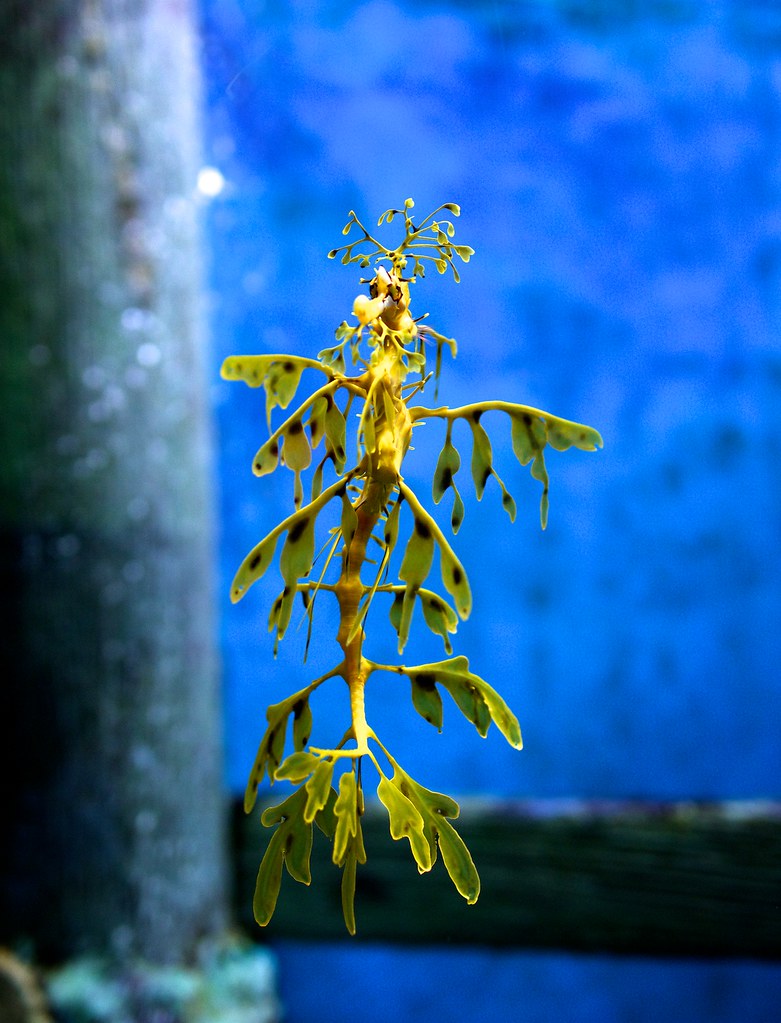 Leafy Seadragon (7541965428)