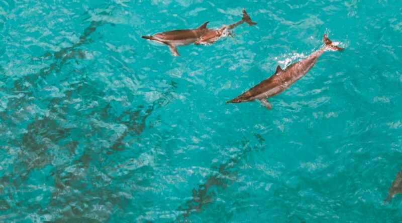 Delfines nadando