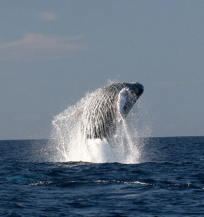 Ballena jorobada saltando del océano