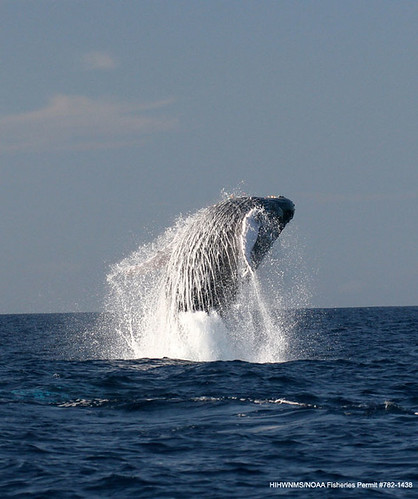 Ballena jorobada saltando del océano