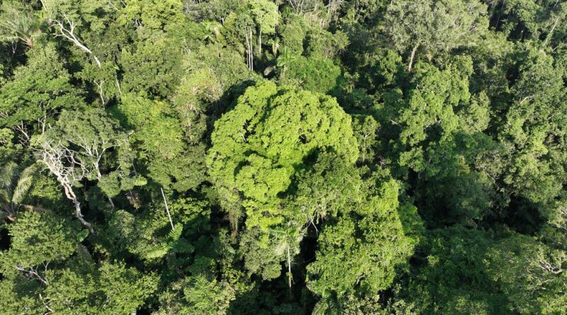 Dosel de la selva amazónica desde el aire