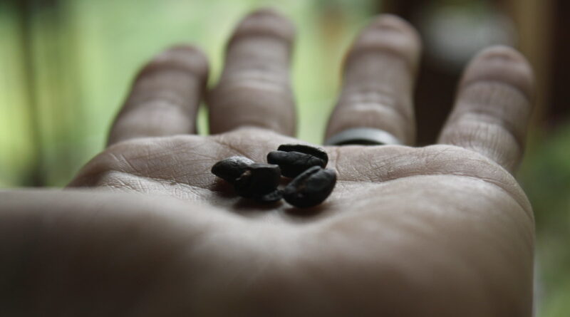 Manos tostando granos de café
