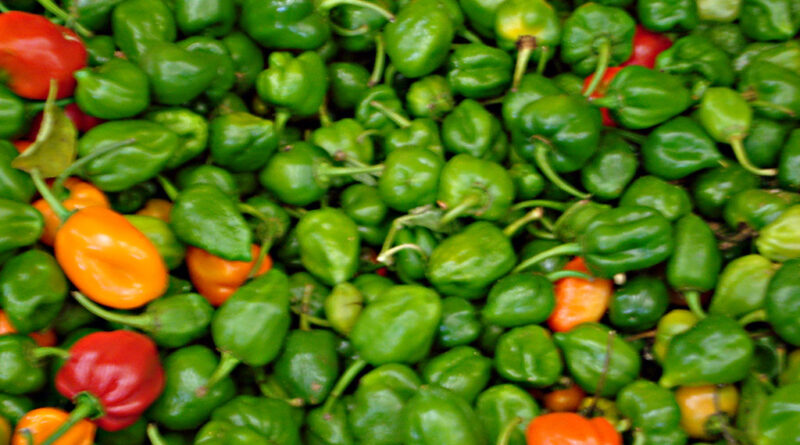 Colorido mercado de chiles mexicanos