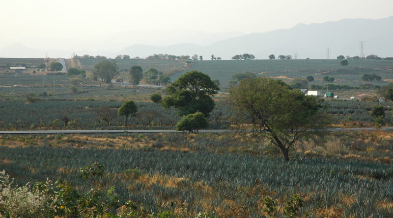 Campo de agave azul en Jalisco