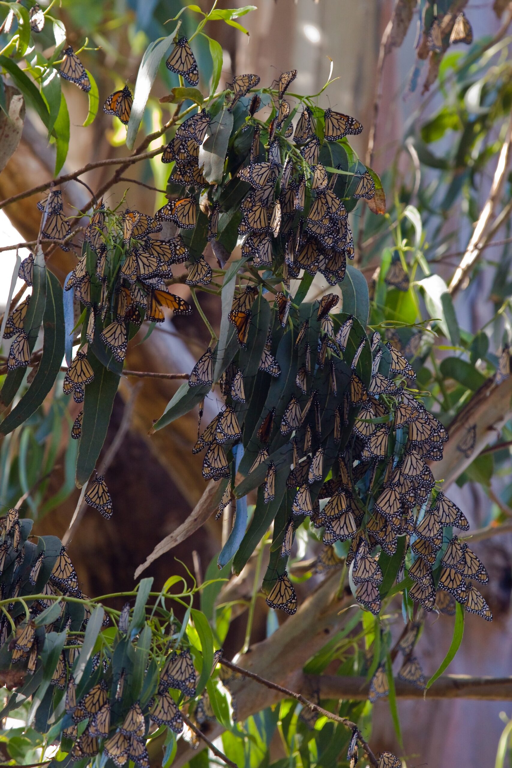 Racimo de mariposas monarca agrupadas en un árbol