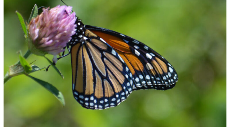 Mariposas monarca en bosque de oyamel, México