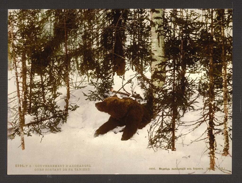 Oso saliendo de su guarida al terminar la hibernación (fotografía histórica, Rusia)