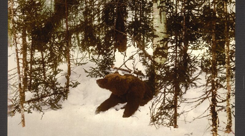 Oso saliendo de su guarida al terminar la hibernación (fotografía histórica, Rusia)