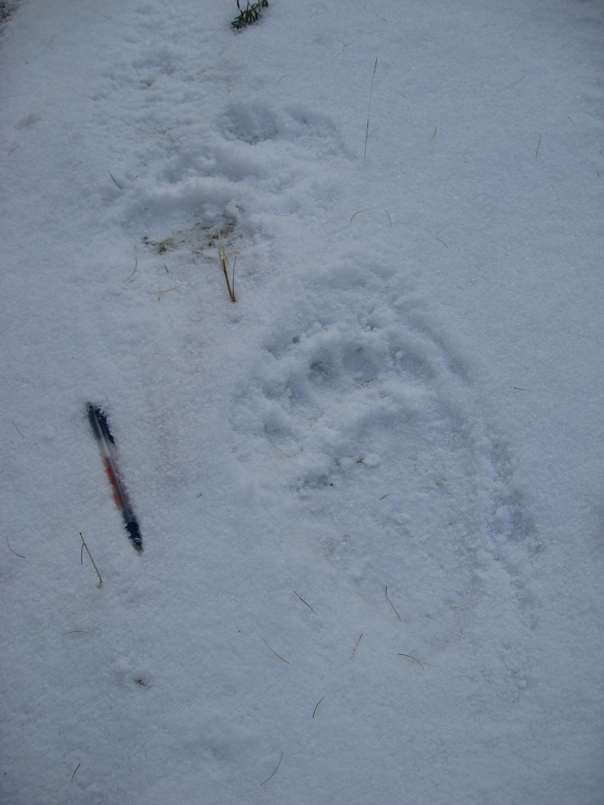 Oso grizzly caminando por un bosque nevado en invierno