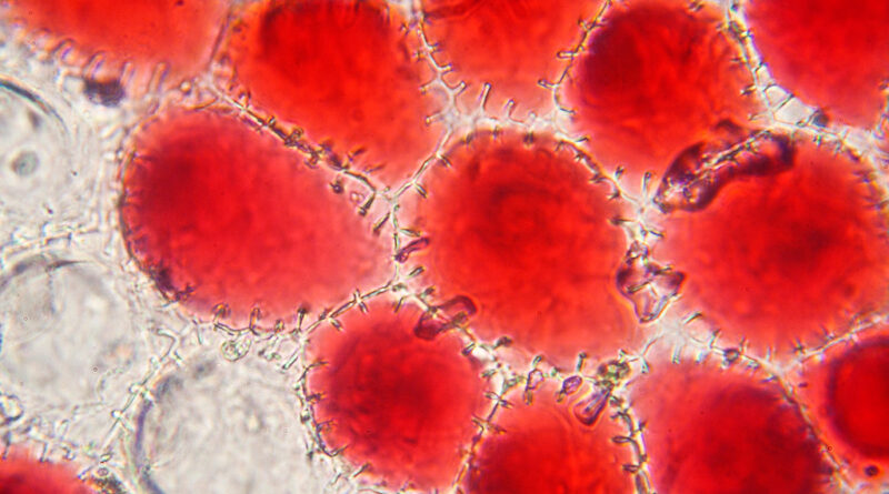 Glóbulos rojos al microscopio