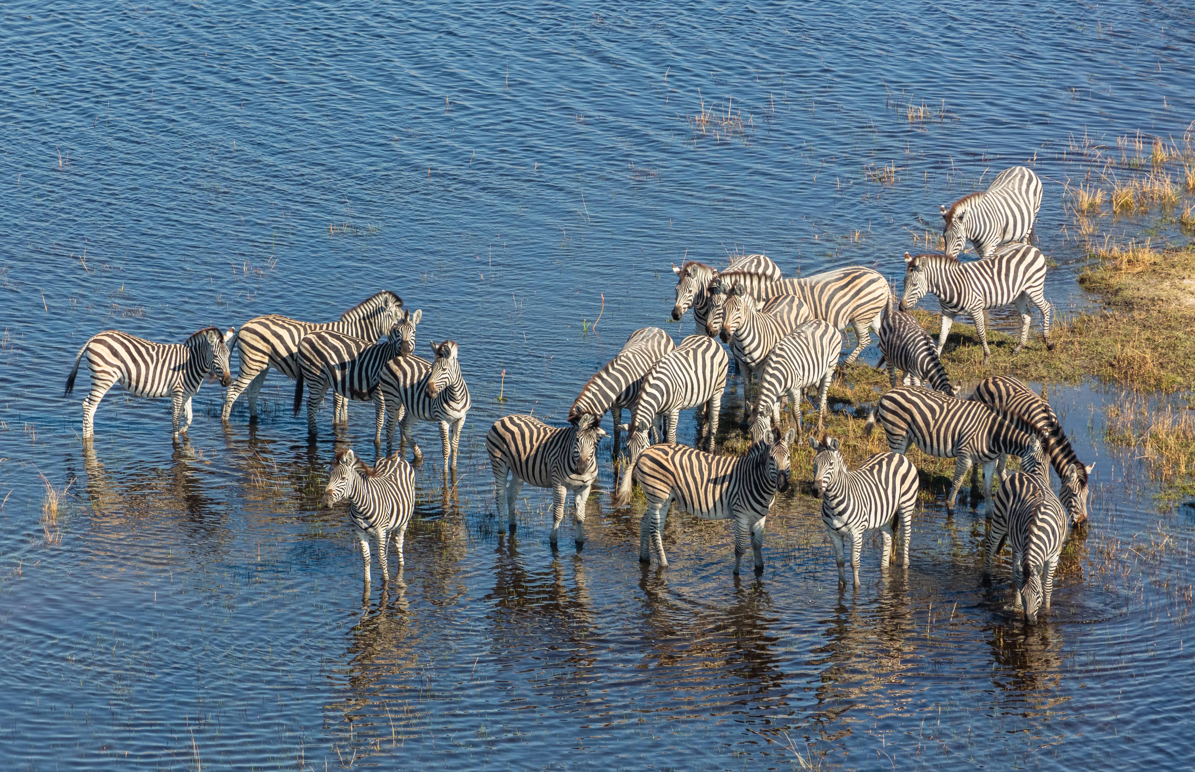 File:Cebras de Burchell (Equus quagga burchellii), vista aérea del delta del Okavango, Botsuana, 2018-08-01, DD 30