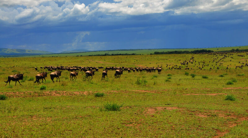Manada de cebras en la sabana africana