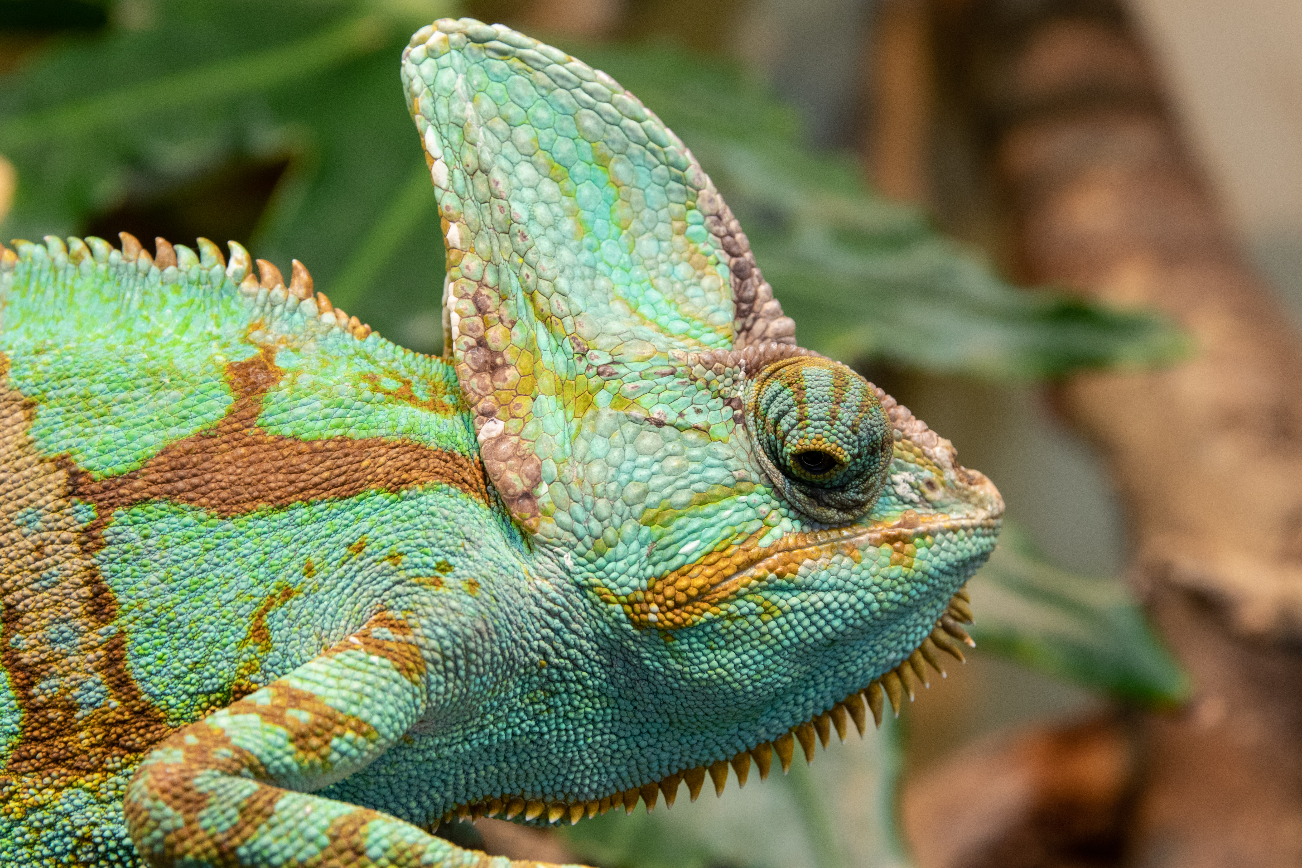File:Chamaeleo calyptratus 03