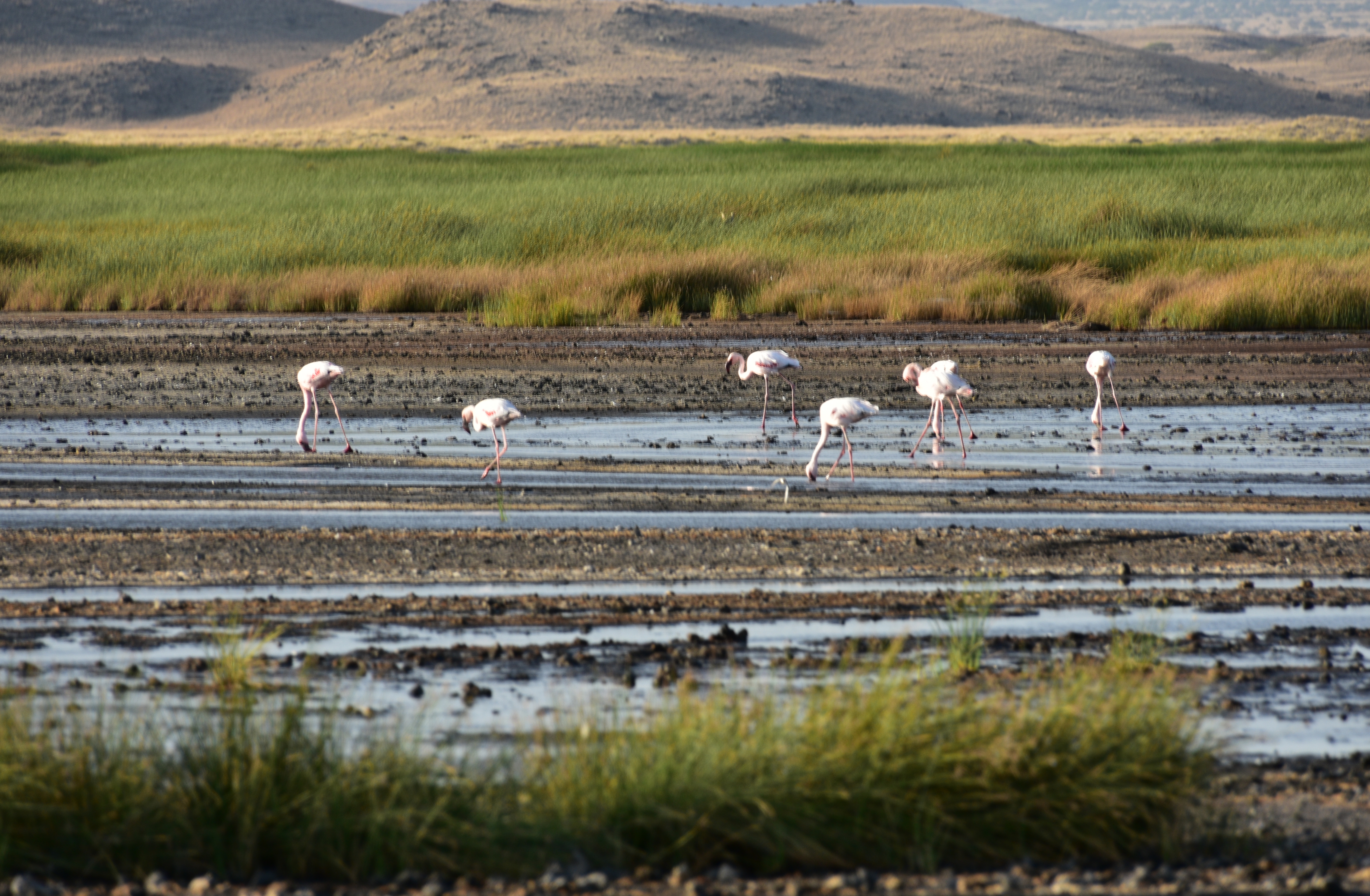 File:Flamingos at Lake Natron (1)