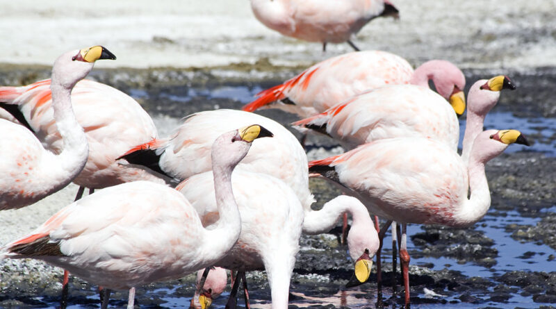 Bandada de flamencos en el lago