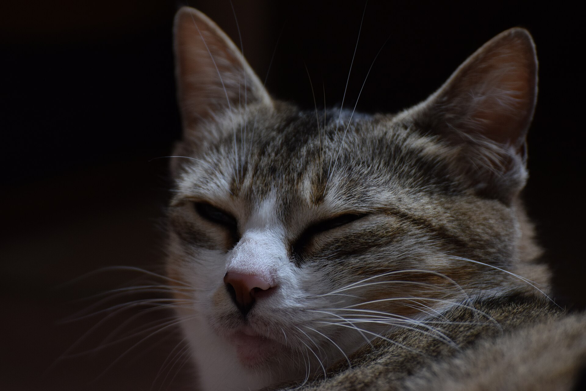 Por qué los gatos ronronean