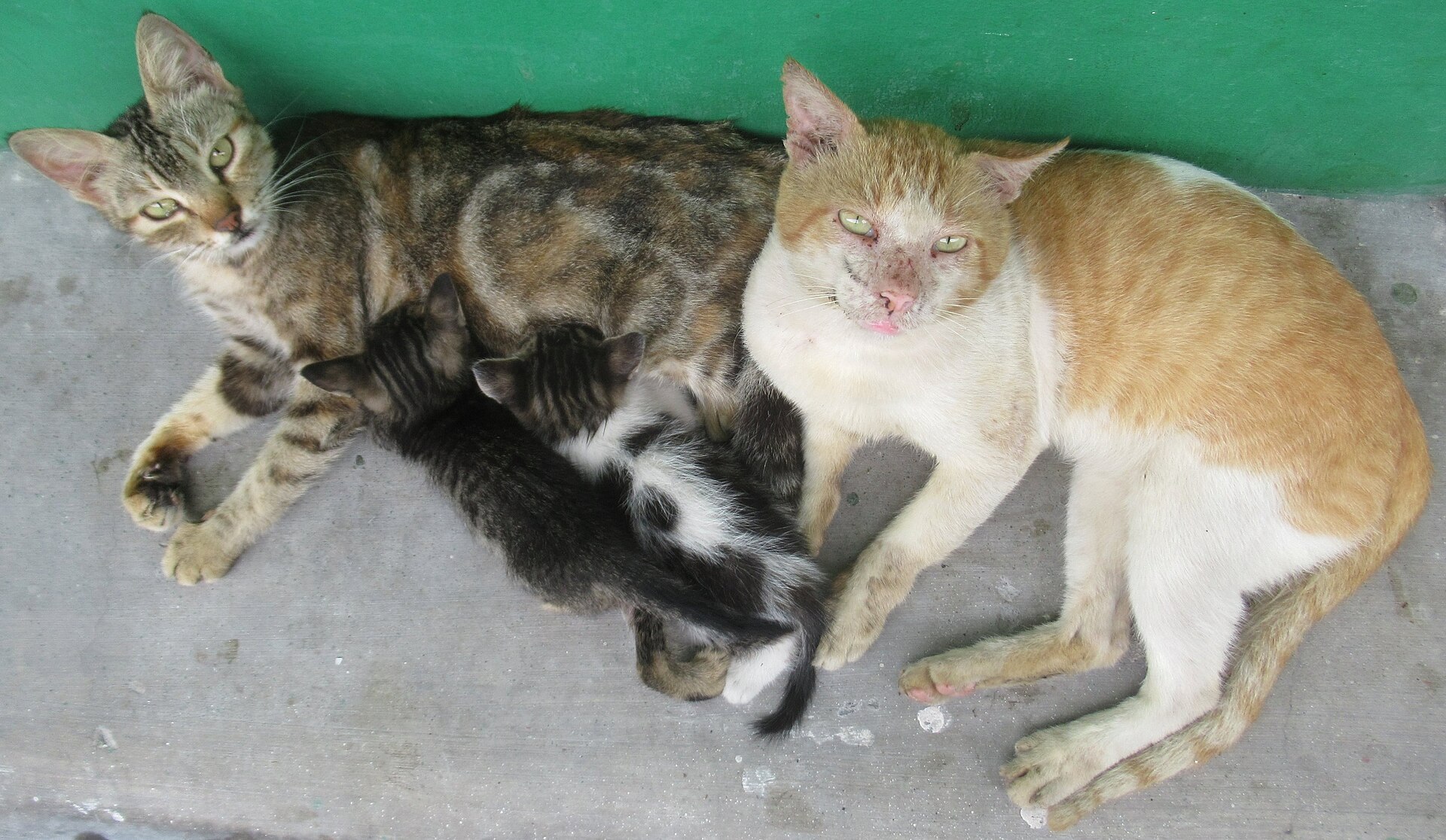 Gatitos amamantando de su mamá gata