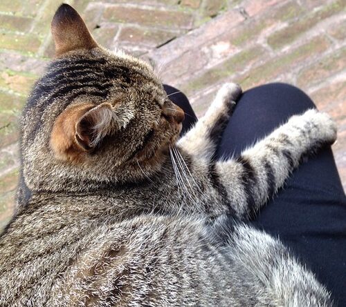 Gato ronroneando en primer plano